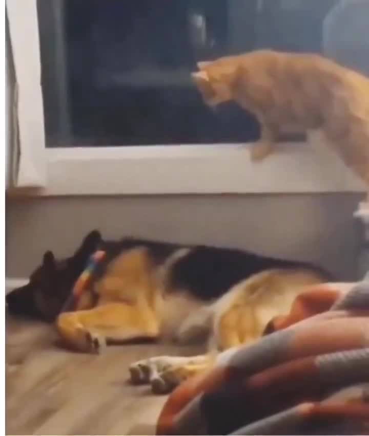 Sale race de fourbes