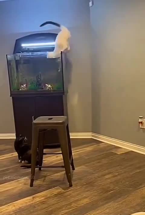 Azy nage maintenant connard!