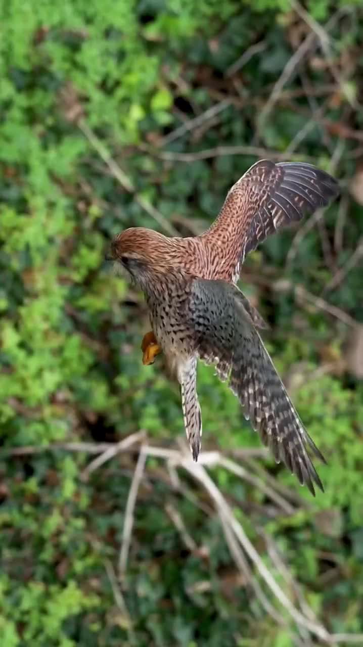 Un faucon crécelle en vol stationnaire