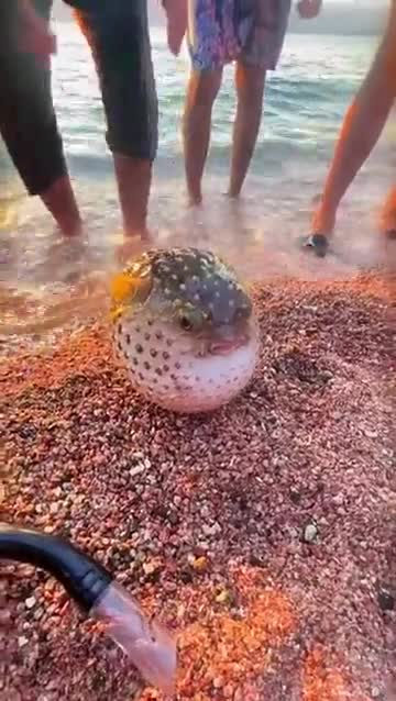 Un poisson-globe et des admirateurs