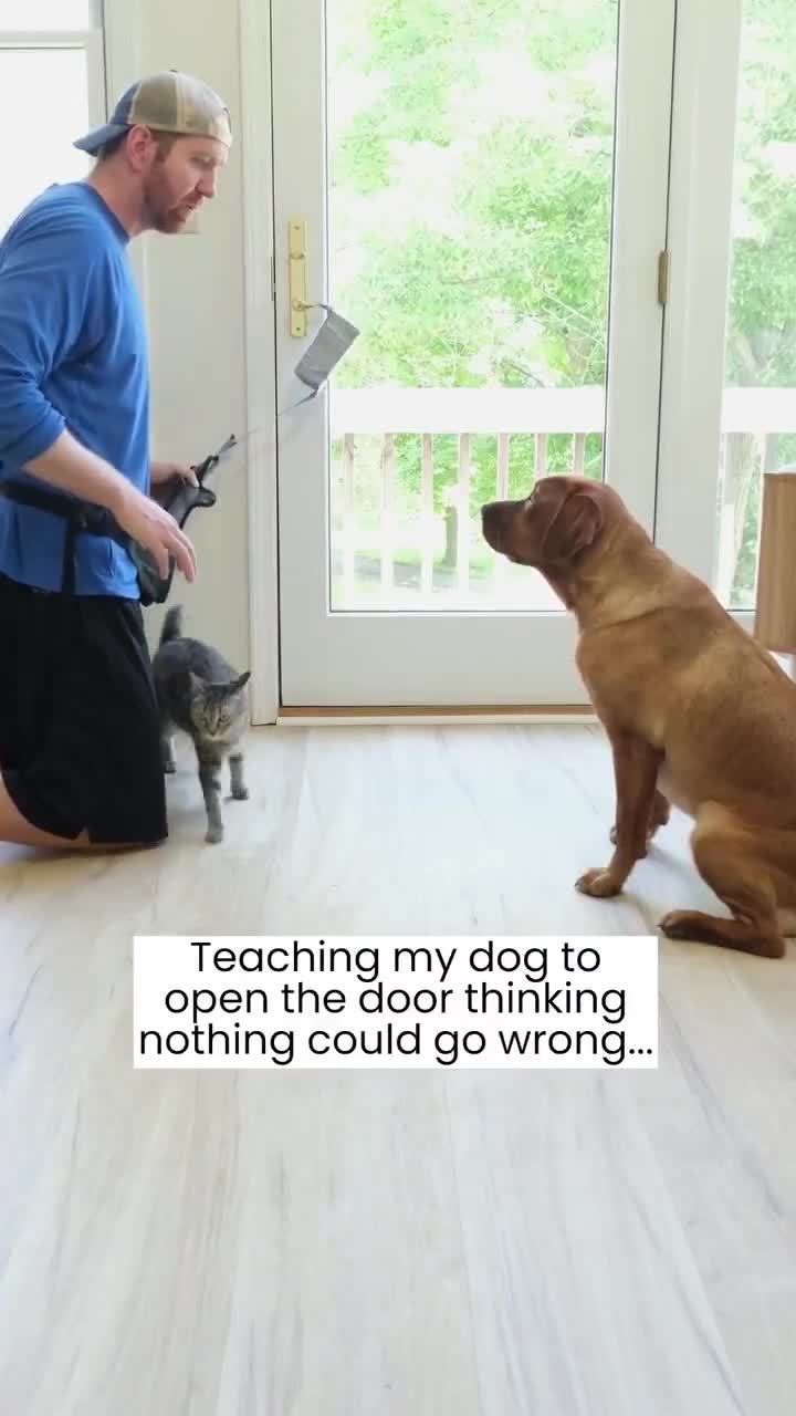 Comment ne pas avoir envie de leur en foutre une dans la gueule juste par pur plaisir. Pauvre dogo.