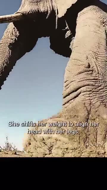 Comment les éléphants communiquent à distance