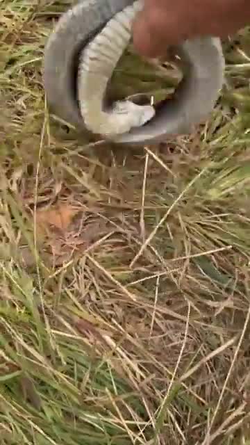 La couleuvre à nez plat : mais puisque je te dis que je suis morte !