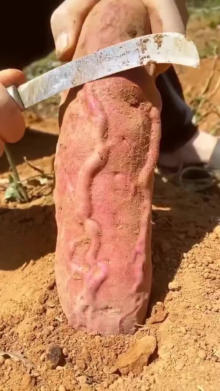 Vous êtes plutôt concombre ou patate douce ?