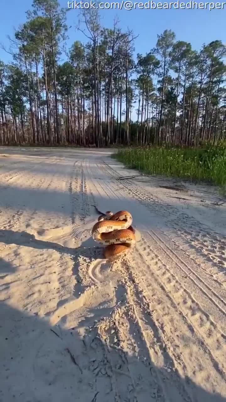 Posture défensive d'un serpent des blés. (Pantherophis guttatus)