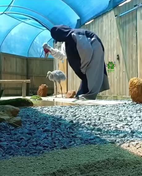 Centre de réhabilitation en Afrique du Sud: un soigneur apprend à un jeune échassier comment boire