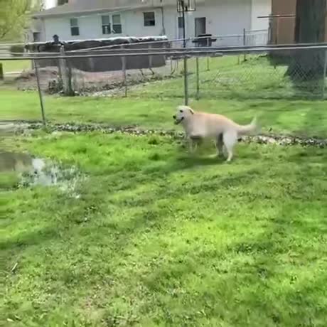 Un chien aveugle découvre une marre pour jouer