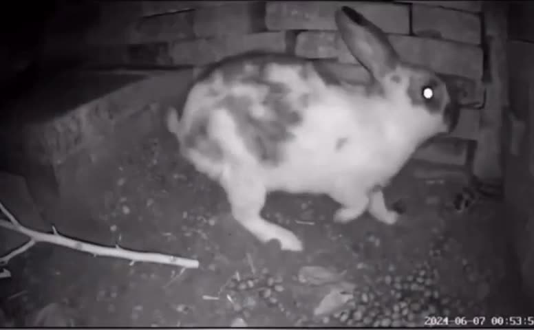 Une lapine ouvre son terrier pour nourrir ses petits