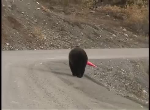 Être un ours bien léché