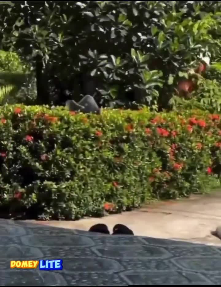 Le dogo le plus branleur de la planète (et ça aurait pu être le mien)