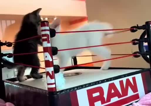 Comment peut-on dire que le catch est faux avec des images pareilles ?