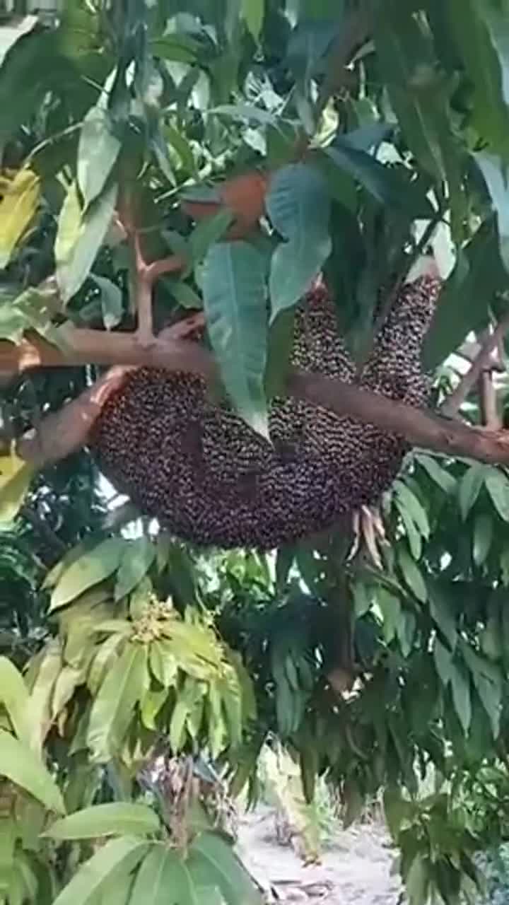 Ondes défensive des abeilles géantes