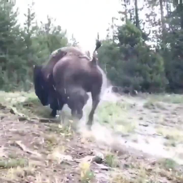 Une idée si vous en avez marre de votre chiard: visitez un parc à bisons.