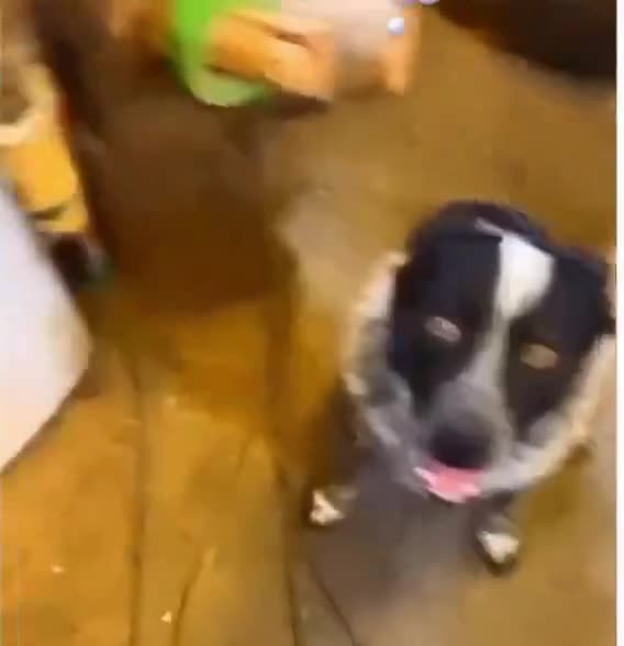 Le chien: &quot;Mec... c'est pas un putain de chat&quot;