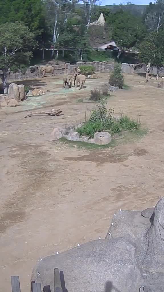 Lors du séisme de magnitude 5,2 en Californie, Les elephants ont formé un « cercle d’alerte » pour se protéger.