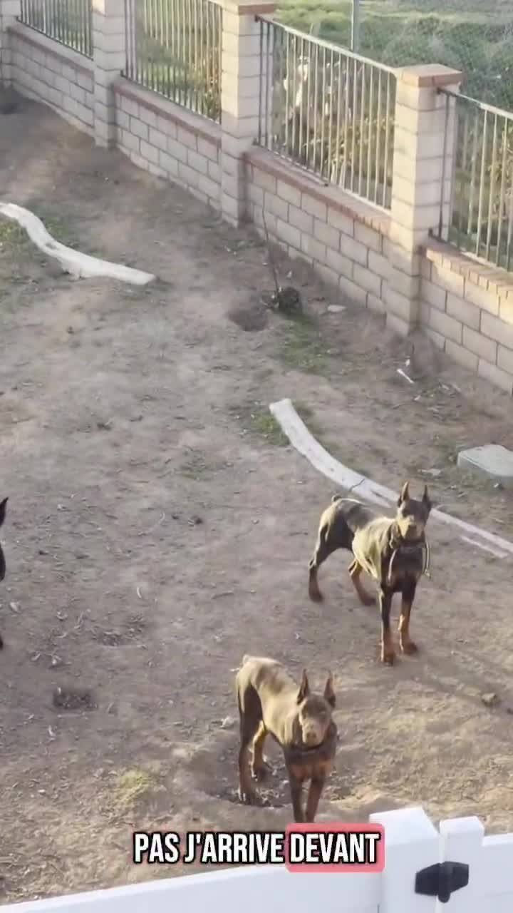 Livreur de colis, épisode 124