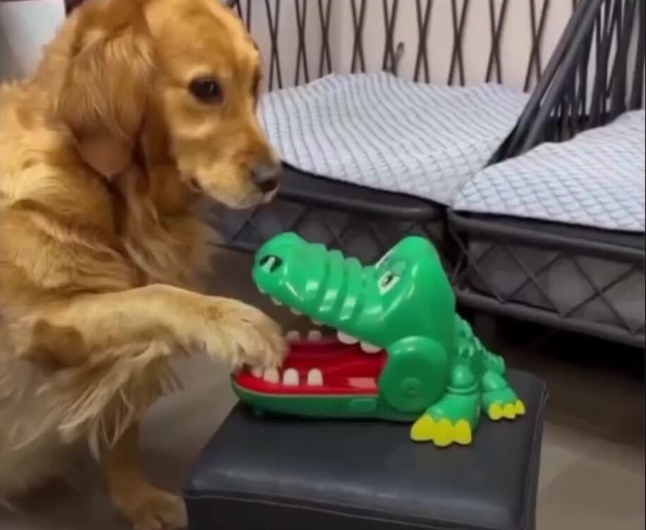 Croc-dentiste, pour enfants et chiens à partir de 3 ans