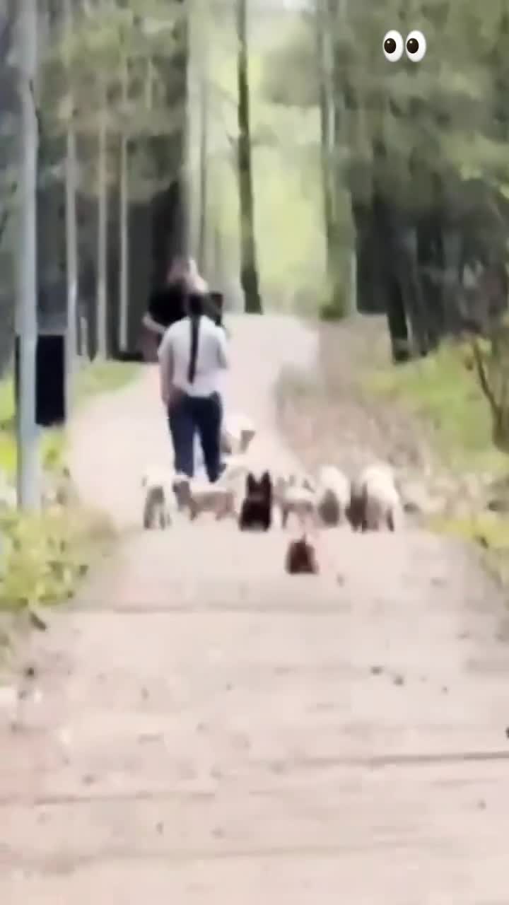 Même les chiens se barrent !