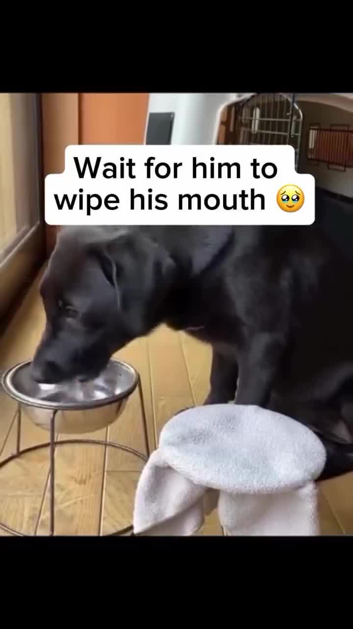 Doit être anglais le clébard je vois que ça