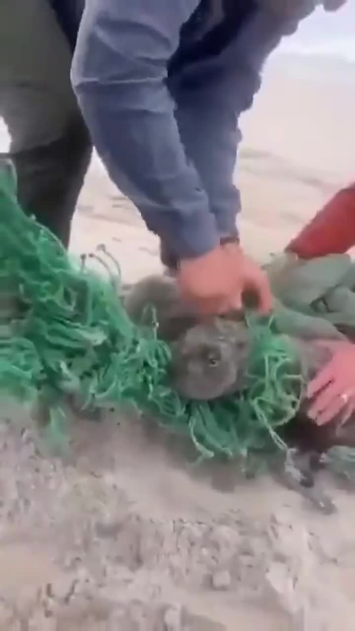 Il est libre Bibifoc..