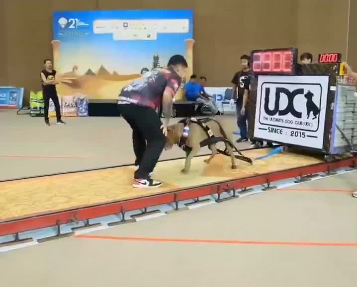 Le chien fait 38 kgs il tire 2.9 tonnes