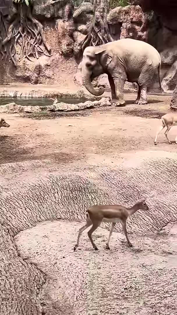 Un éléphant sauve une gazelle de la noyade