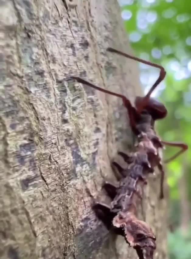 Un staurope du hêtre dans sa phase chenille