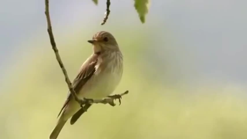 Vipère à queue d'araignée