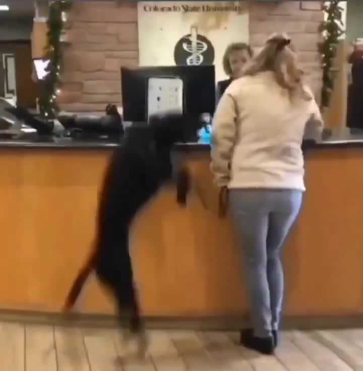 La joie d'un chien qui vient d'être adopté pour commencer la semaine