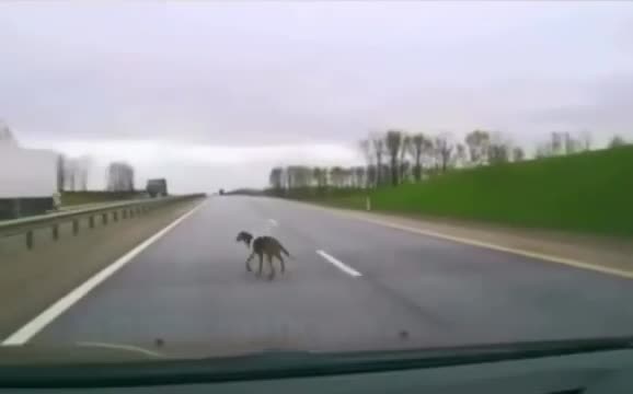 Paf le chien II, la revanche