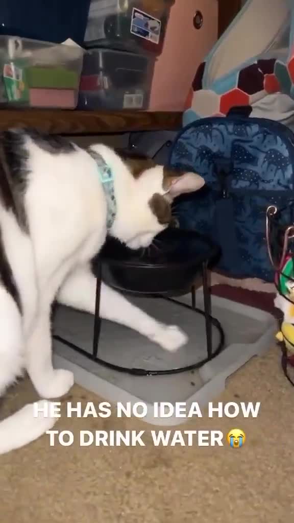 T'es pas le plus  affûté de la portée !