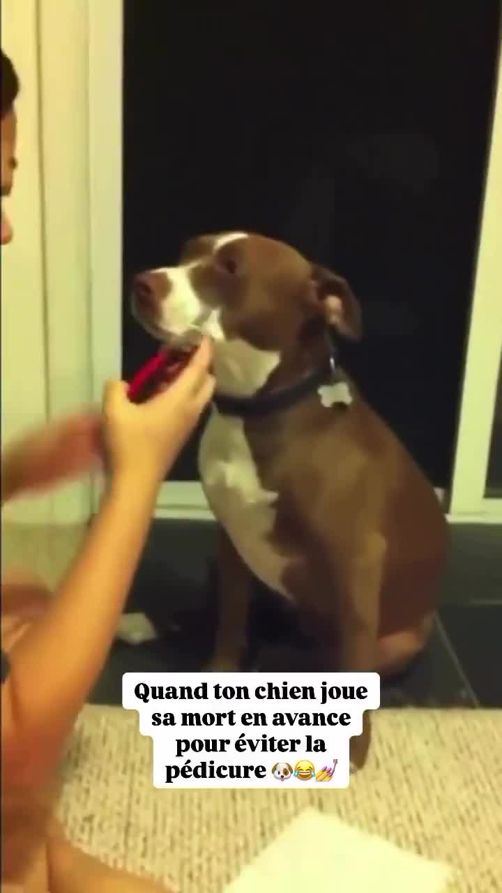 Est nominé premier espoir canin...