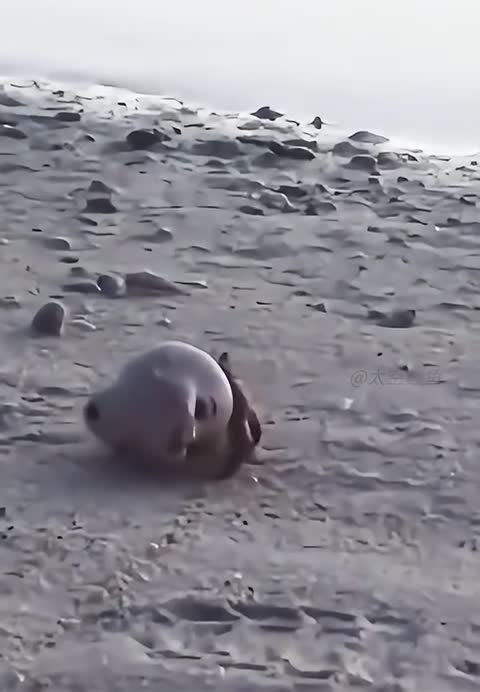 Le truc à ne pas croiser un samedi soir en front de mer