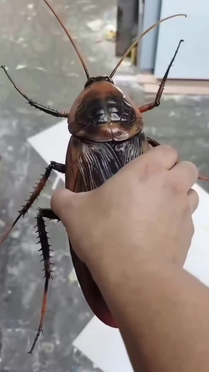 Je vous présente le Blaberus giganteus. Cette saloper.... insecte est le plus grand cafard du monde, originaire d’Amérique centrale il peut atteindre 10cm.