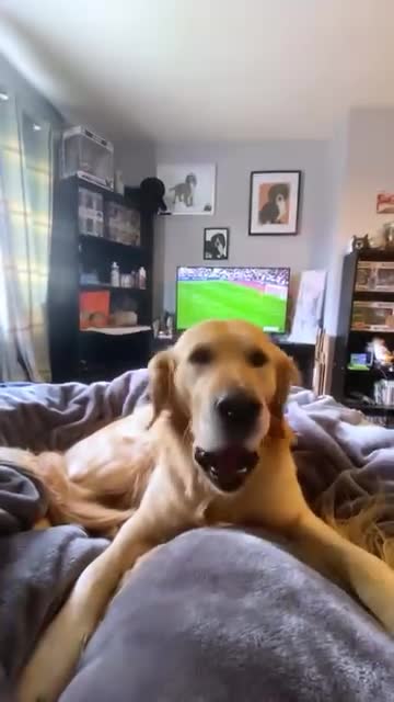 Golden retriever &lt;3