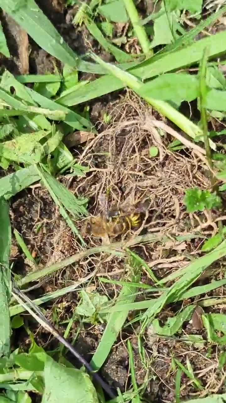 Une abeille repart sans abdomen après avoir été attaqué par une guêpe