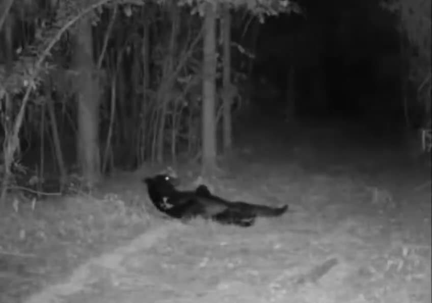 Reportage saisissant au fin fond de la forêt