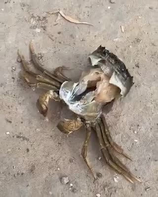 La mue d'un crabe. L'ancienne peau ou carapace laissée par les animaux qui muent s'appelle l'exuvie.