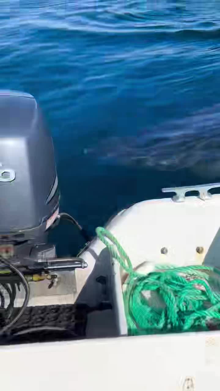 &quot;You're Gonna Need a Bigger Boat&quot;....