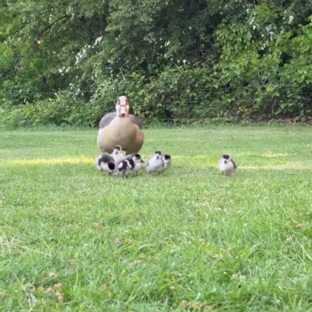 Les deux casse couilles...