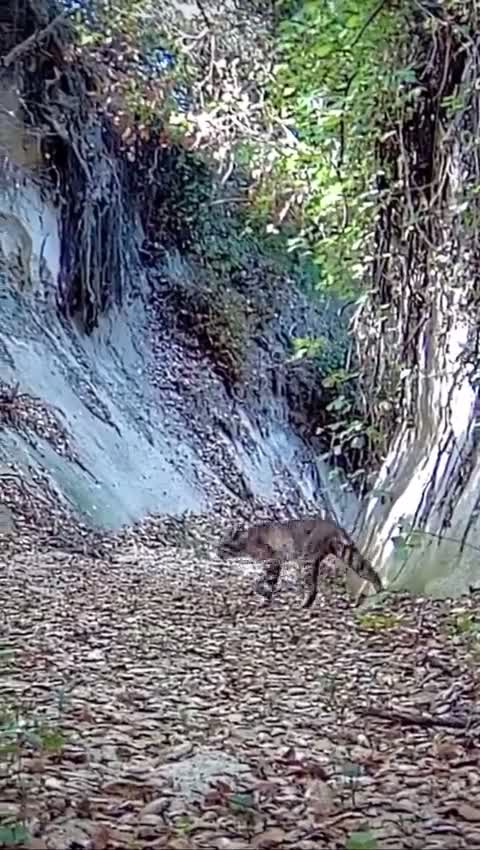 Oeil et réflexe de lynx