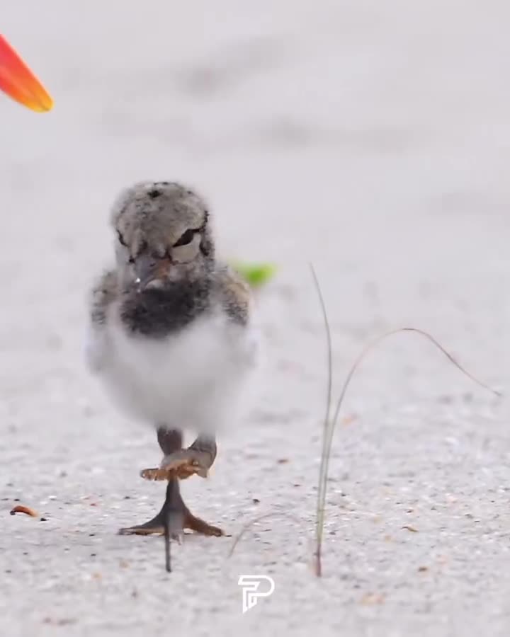 Bébé Huîtrier d'Amérique qui apprend la vie.