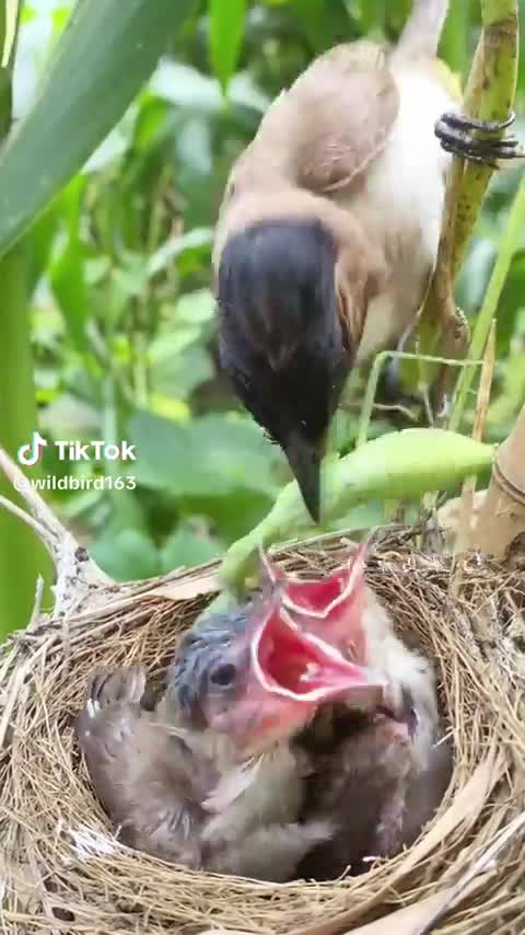 Tu veux ou tu veux pas ?