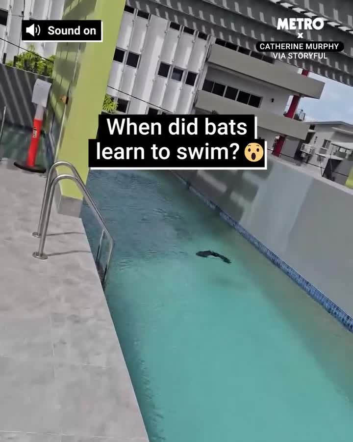 Juste une chauve-souris qui nage.