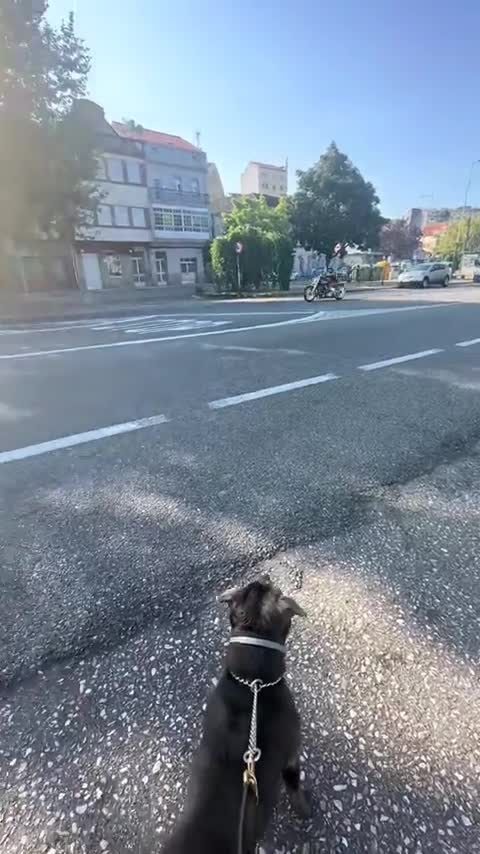 On ne mérite pas les chiens