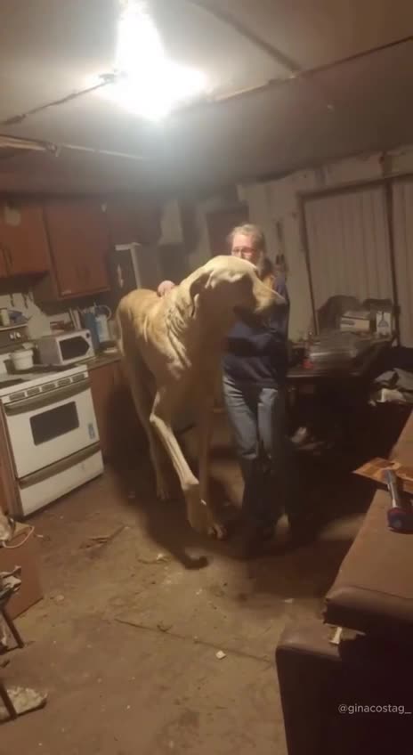 Chien chien à son pépère ça .