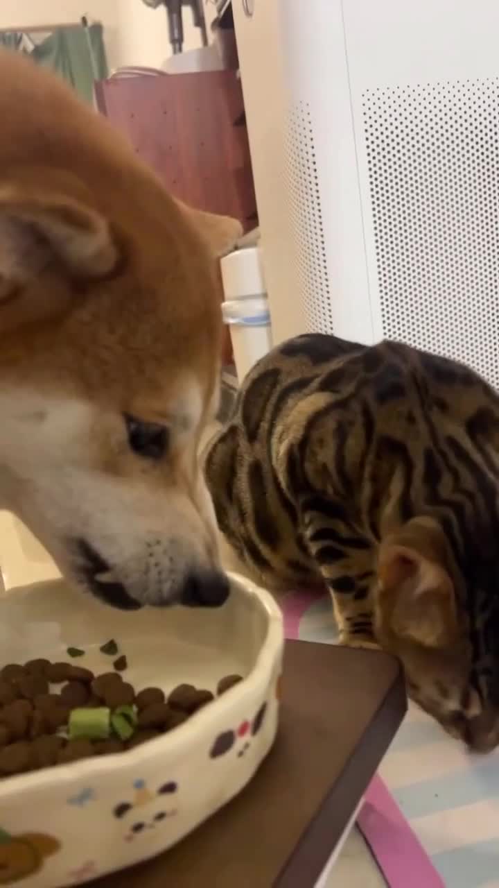 Plutôt Team chien ou Team chat ?