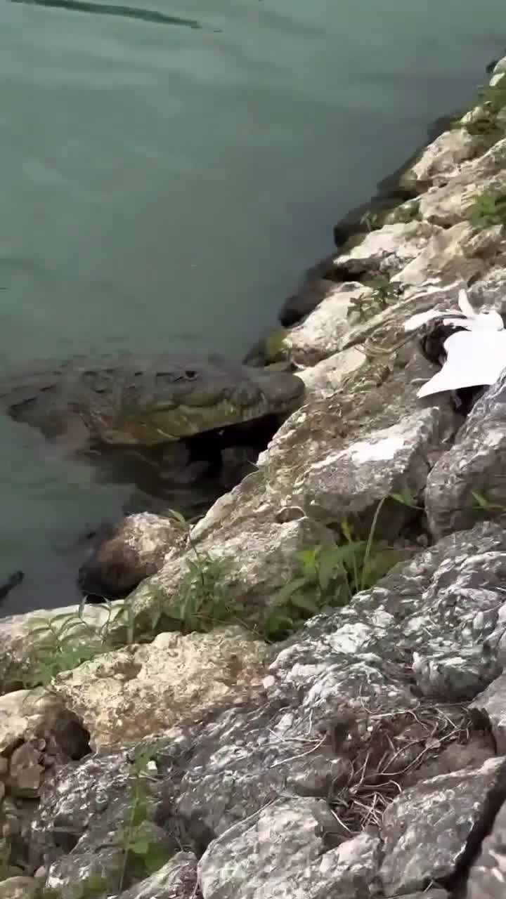 Au menu aujourd'hui : oiseau marin et son enrobé de python.