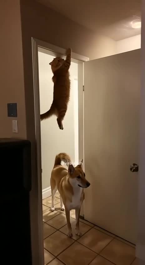 Je l'aurai un jour, je l'aurai !