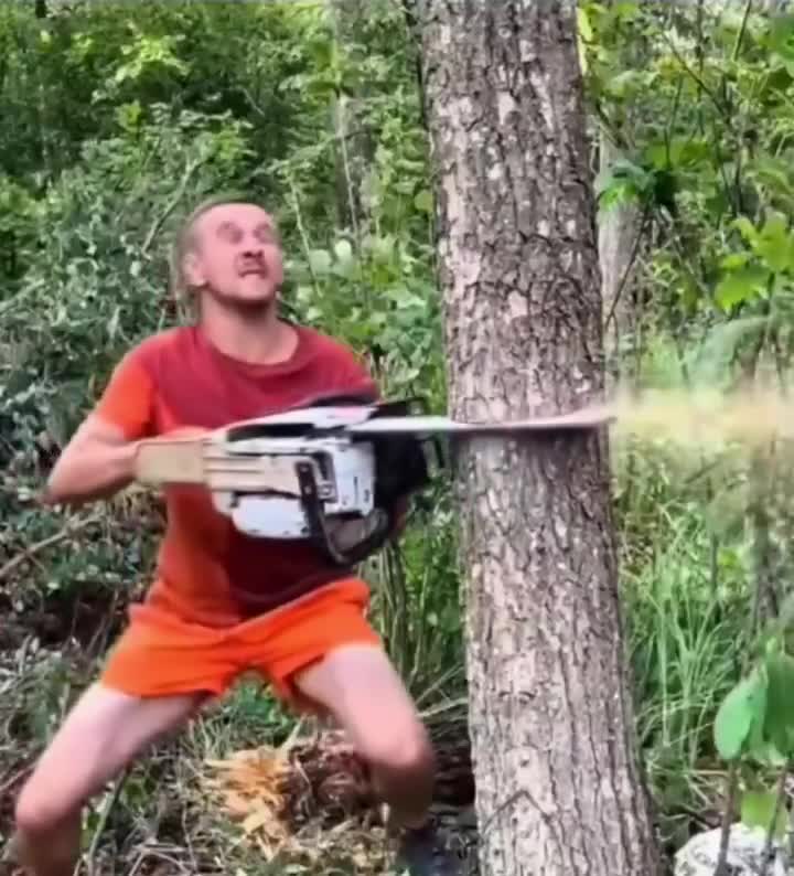 L'abattage d'arbres en technique "tenon et mortaise".